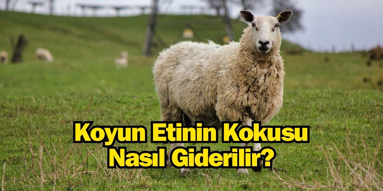 Koyun etinin kokusu nasıl gider, hangi baharatlar kullanılır?